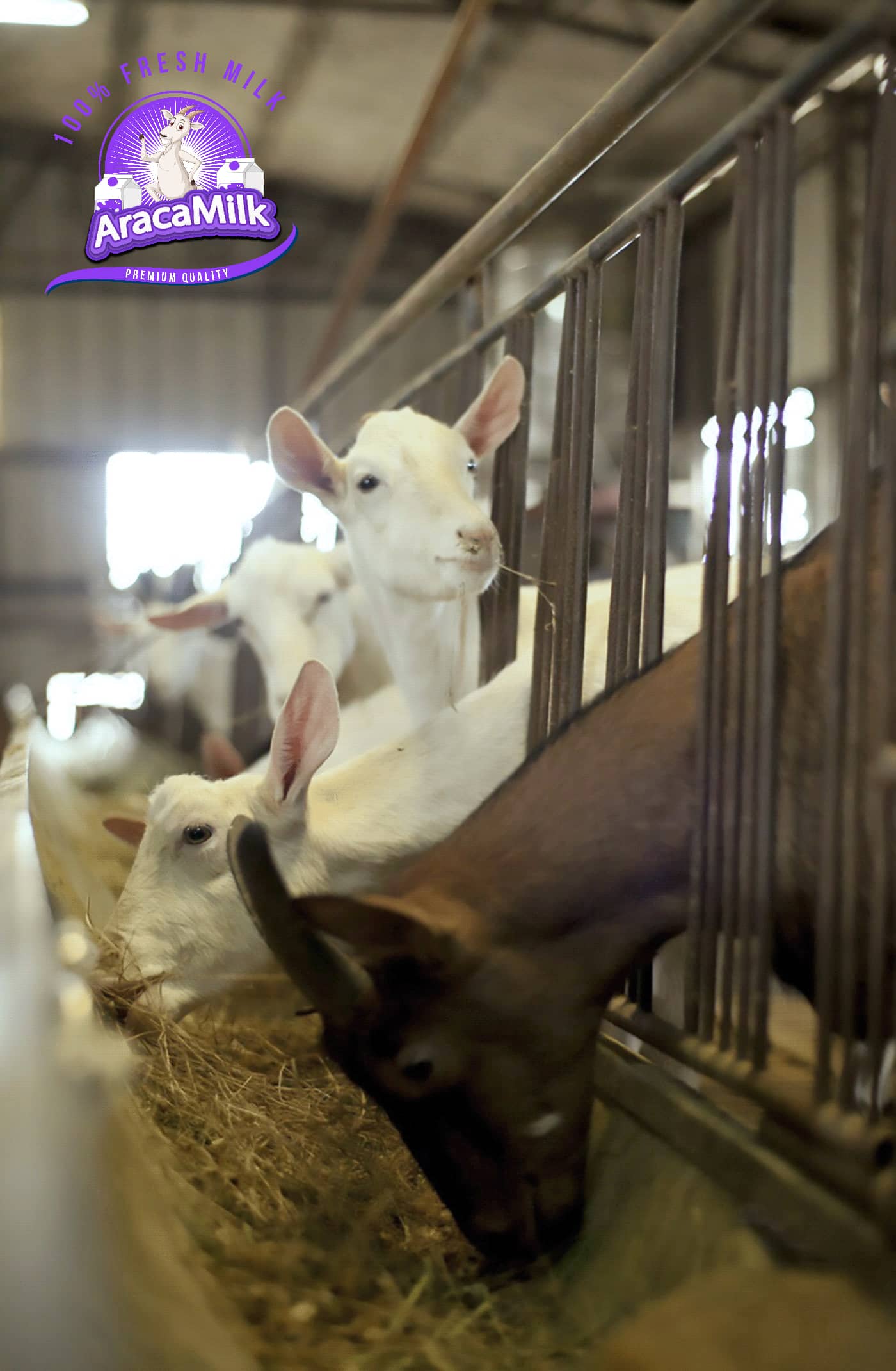 Goat Milk Farm - Araca