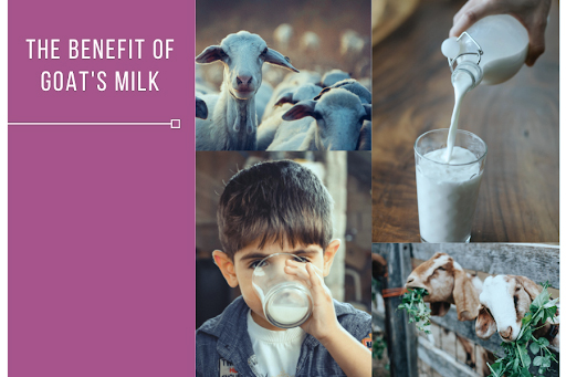 Goat Milk Production Indonesia - Araca Milk