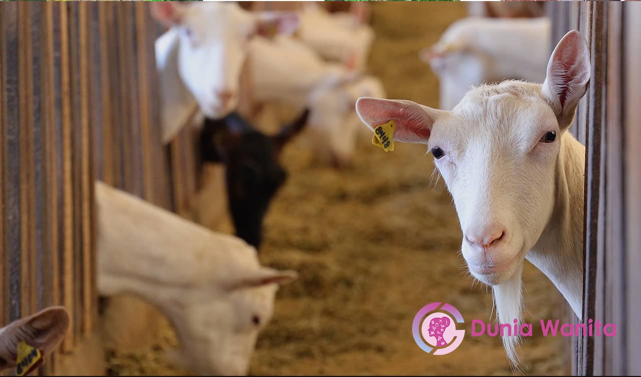 Invest in Goat Milk Farm - Araca Milk