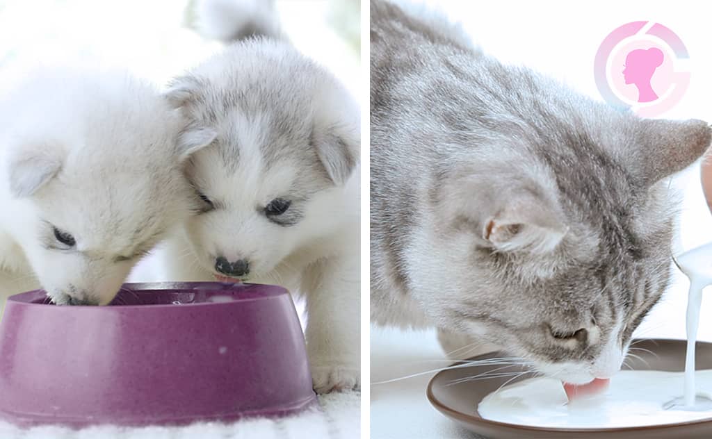 Manfaat Susu Kambing Untuk Anjing Dan Kucing